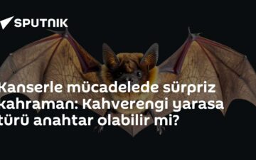 Yarasaların kanser direnci