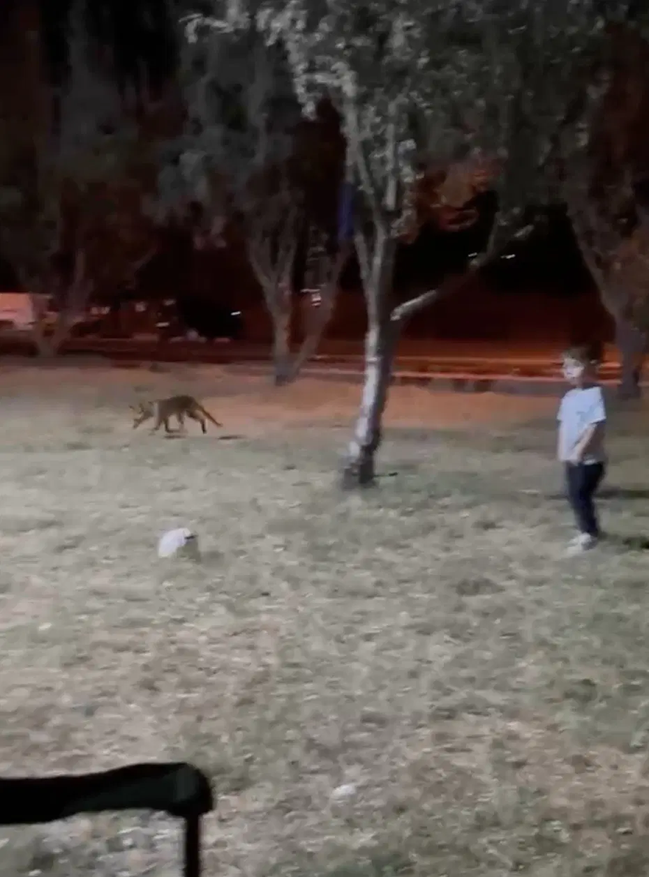 Tilki top çaldı