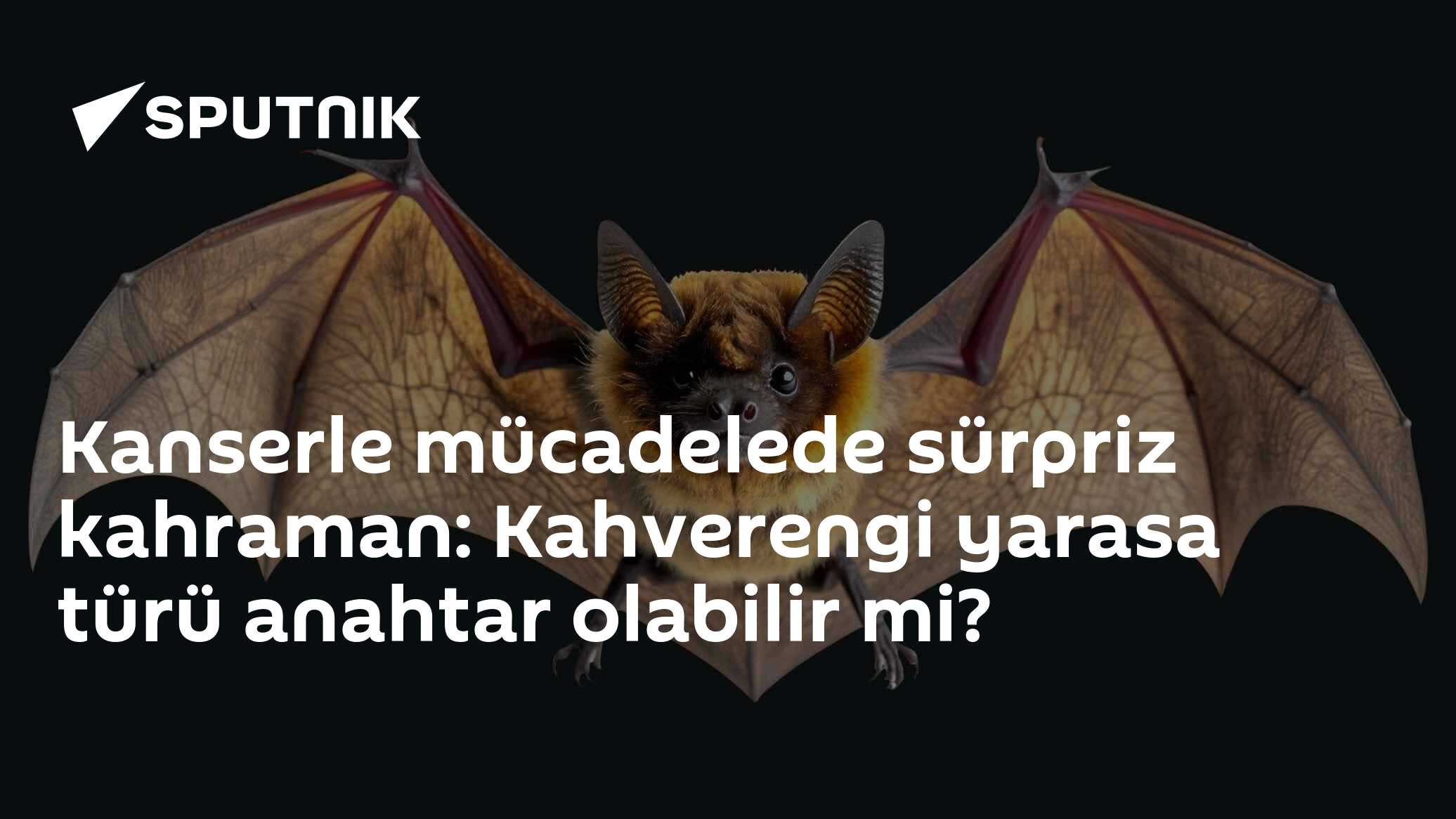 yarasa