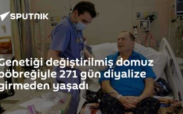 Domuz böbreği