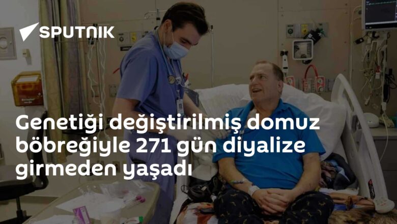 Domuz böbreği