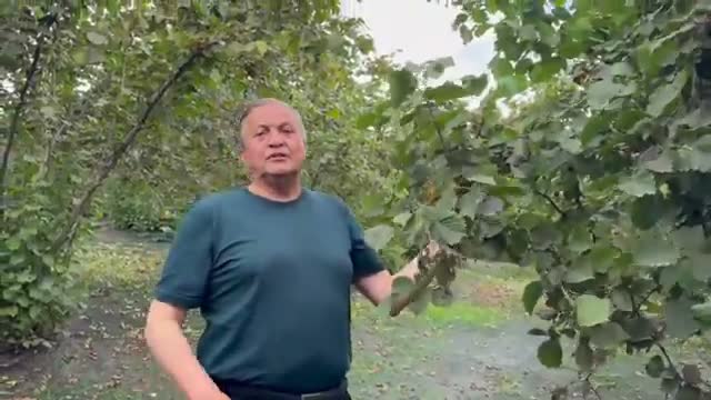 fındık fiyatları