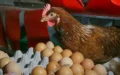 Salmonella