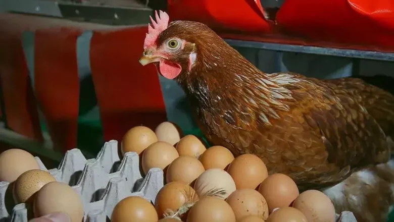Salmonella