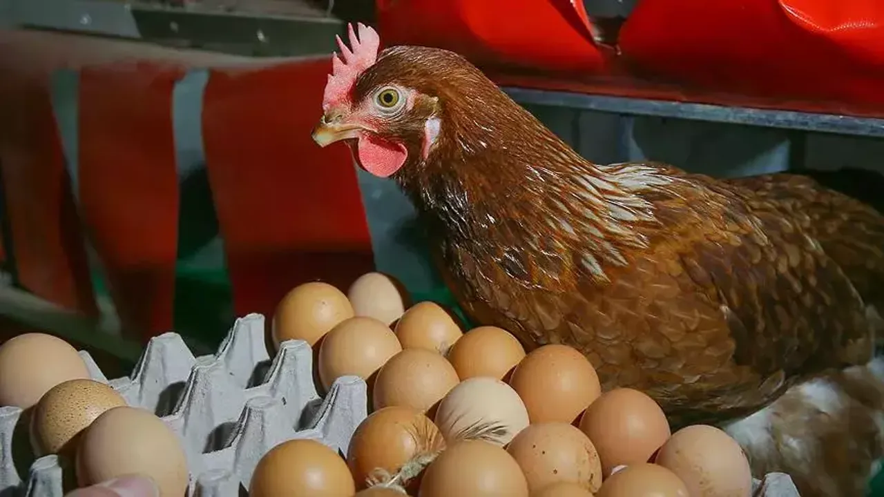 Salmonella