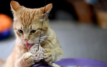 kedi ısırığı