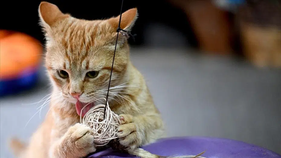 kedi ısırığı